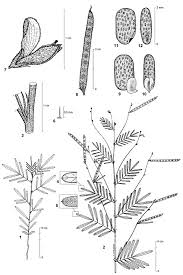 Image result for Tephrosia linearis