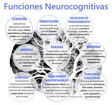 Funciones Neurocognitivas O Cognitivas Atencion Orientacion Velocidad De Procesamiento Gnosia Neurociencia Y Educacion Neurociencia Educacion Emocional