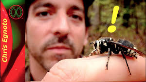 9 Seriously Horrifying Reasons To Fear The Bald-Faced Hornet