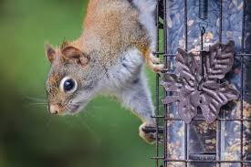 Another bird enthusiast decided a slinky was his squirrel solution. 9 Ways To Squirrel Proof Your Bird Feeder