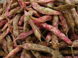 Among the prettiest fall crops, their pale red streaked pods yield white beans blotched with the same red color. Cranberry Bean Care Tips For Growing Cranberry Beans