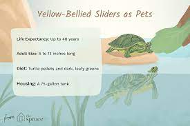Females can grow up to 13 inches long. A Guide To Caring For Yellow Belied Sliders As Pets