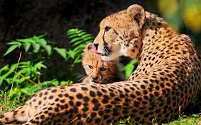 Anne Ile Yavru Cita Felino Animales Gatos