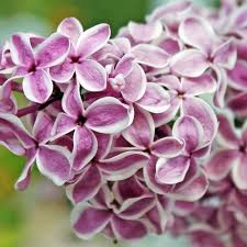 Mitunter ist es sogar nicht zu vermeiden, einen syringa vulgaris radikal zu verjüngen. Deaflora Flieder Lila Wonder