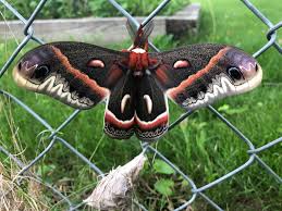 Image result for Cecropia