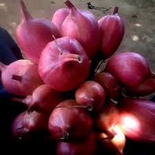 Image result for Crinum stuhlmannii