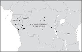 Image result for Combretum illairii