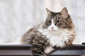 en cool kedi isimleri miyavliyo