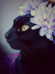 Every Day Is Caturday Beautiful Cats Cute Cats And Kittens Cats