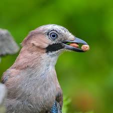 Birds Of A Feather 2020 Episodes Jay Bird Stealing Nuts In 2020 Jay Bird Wildlife Photography Nature Photography
