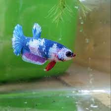 You are viewing a video of a yellow quttro fancy hmpk betta raised by the guys at www.bettasplendid.com. Fancy Betta Shopee Malaysia