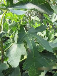 The eel of huangjin village of doumen district is an excellent food source. Feige Carica Osborne Prolific Ficus Carica Osborne Prolific