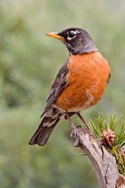 American Robin Birds Of Georgia Backyard Birds American Robin