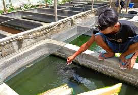 Infopublik Tangan Dingin Rohadi Kembangkan Usaha Dan Jaga Populasi Ikan Gabus