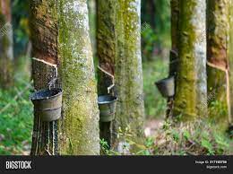 Use them in commercial designs under lifetime, perpetual & worldwide rights. Selective Focus Latex Image Photo Free Trial Bigstock