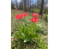 George Solomon Coltrane Jr. Obituary (2024)