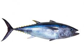 Unatuna is a creative studio, focused on creative communications for print and the web. 143 657 Tuna Fish Stock Photos Images Download Tuna Fish Pictures On Depositphotos
