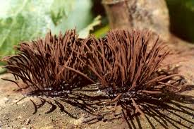 Image result for Stemonitis fusca