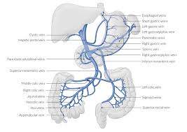 How cardiac activity is regulated? Liver Knowledge Amboss