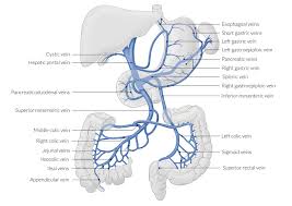 It carries the nutrient rich blood to the liver which is further processed there and returned back to the heart via inferior vena cava. Gastrointestinal Tract Amboss