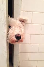 The bone was broken completely through and the lower half of his leg was just dangling loosely. How To Trim That Dog Right Up The New York Times