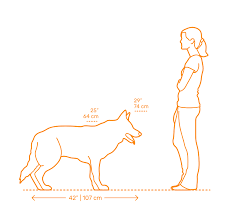 That's about 5 feet 9 inches tall. German Shepherd Dimensions Drawings Dimensions Com