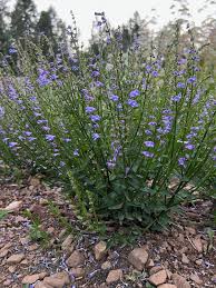 Image result for Scutellaria