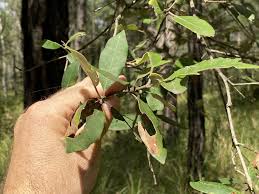 Image result for Syncarpia glomulifera