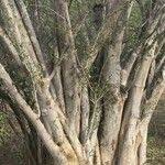 Image result for Albizia petersiana