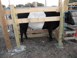 How To Make A Homemade Head Gate Keeping A Family Cow Cattle Barn Livestock Barn Miniature Cow Breeds