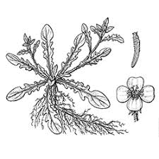 Maybe you would like to learn more about one of these? Cutleaf Evening Primrose Trugreen
