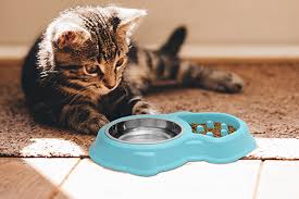 A slow feed bowl not only decreases the amount your cat eats, but often also requires him to stretch his brain muscles. 10 Slow Feeder Cat Bowls Hacks For Cats
