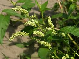 Image result for Persicaria lapathifolia