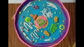 Maybe you would like to learn more about one of these? How To Make Animal Cell Model Youtube