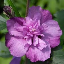 Image result for Hibiscus syriacus ´Pink Chiffon