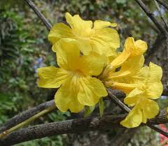Bright yellow, showy blooms in spring. Spring Blooms University Of Arizona Campus Arboretum Spring Blooms Flower Identification Beautiful Flowers