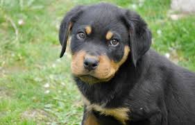 Check newest german rottweiler litters and puppies from fere perfectum rottweiler kennel. Rottweiler Facts Traits Free Rottweiler Puppies