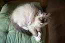 Ragdoll Kittens for Sale - Adoptapet