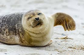 Kostenlose tier ausmalbilder und malvorlagen. Mit Robben Und Seelowen Schwimmen Die Top 5 Reiseziele Animals Around The Globe