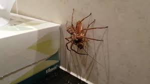Some baby spiders were hatched in my house about a week or two ago. Huntsman Spider Takes Down Giant Cockroach In Man S Bathroom Daily Mail Online