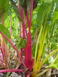Cool Season Crops Organic Swiss Chard Grow Organic Swiss Chard Chard