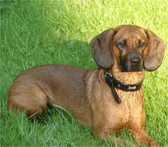 Tyrolean Hound Tiroler Bracke Dogs Puppy Puppies Hound Dogs