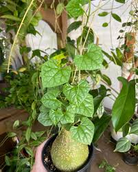 Image result for Gerrardanthus lobatus