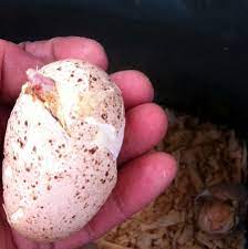 Some will consistently pip until they pop out, within an hour. Egg Problems