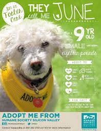 June 112135 Dog Humane Society Silicon Valley Foster Dog Dog Commands Dogs