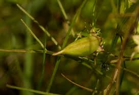 Image result for Rhamphicarpa