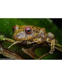 Image result for Pristimantis gladiator