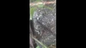 Maybe you would like to learn more about one of these? Tiny Small Little Black Sugar Ants In Your House Kitchen Bathroom Control Extermination Youtube