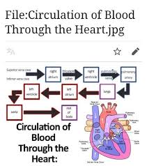 Maybe you would like to learn more about one of these? Flow Chart For Blood Circulation In Human Beings Brainly In