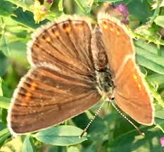 Pin Von Hans Joachim Alscher Auf Garten Und Natur Natur Tiere Pflanzen
